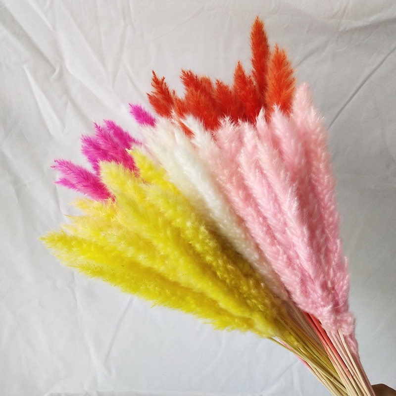 Pampas Grass Decor - หญ้าแพมพัสแห้งธรรมชาติหลากสี ก้านต้นอ่อนนุ่มสำหรับตกแต่งแจกันสไตล์โบโฮ จัดโต๊ะงานแต่งงาน งานปาร์ตี้ และงานฝีมือ DIY