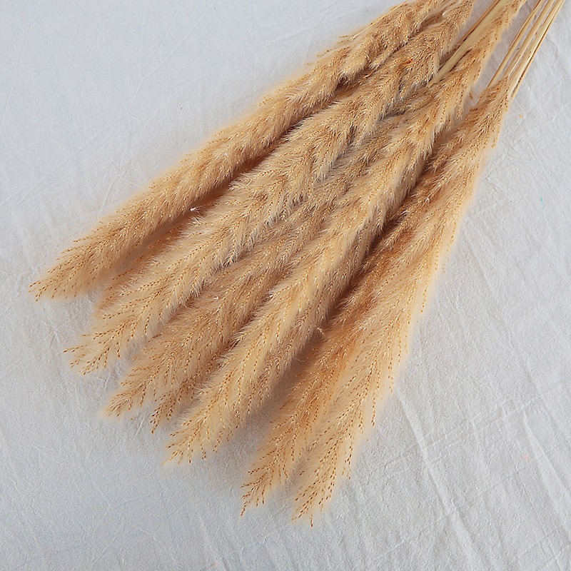 หญ้าแพมพัสแห้งธรรมชาติหลากสี ก - Pampas Grass Decor บทวิจารณ์และราคา