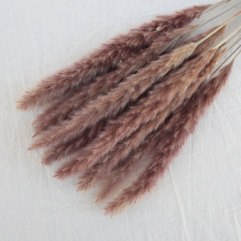 หญ้าแพมพัสแห้งธรรมชาติหลากสี ก - Pampas Grass Decor บทวิจารณ์และราคา