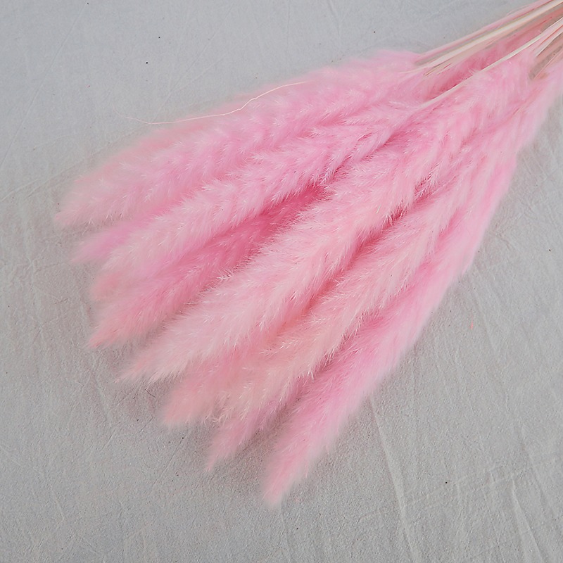 หญ้าแพมพัสแห้งธรรมชาติหลากสี ก - Pampas Grass Decor บทวิจารณ์และราคา