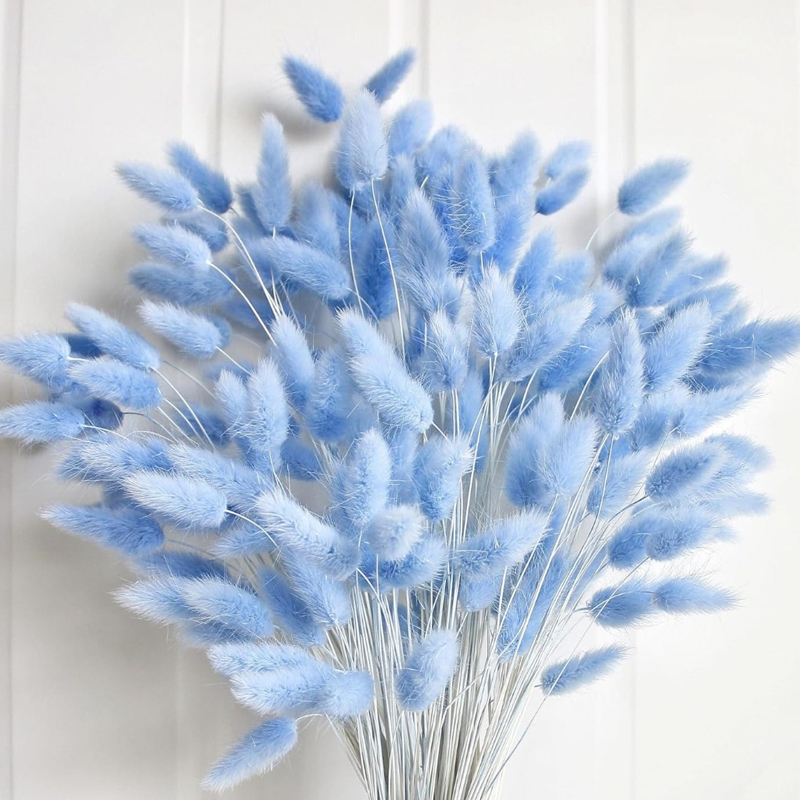 100PCS Blue Hare's-tail หญ้ากร - Pampas Grass Decor บทวิจารณ์และราคา